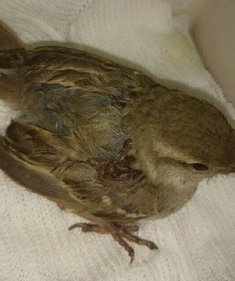 Pajarito