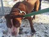 Pitbulls Las Raices