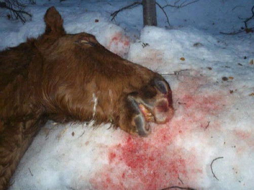 Matanza de Equinos
